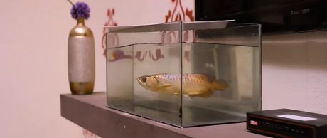 В поисках золотой рыбки (2017)