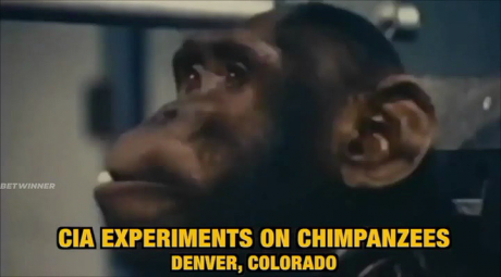 Чоп Чоп Ченг: Операция Шимпанзе (2019)